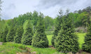 Thuja Green Giant Arborvitae Lot of 75, 3 Inch Pot by GreenHaven Gardens