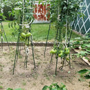 Garden Plant Stakes 57 Inch (Approx 5Ft) Steel Plant Stick Support, 25 Pack Tomato Stakes for Growing Climbing Plants, Potted Plants, Tomatoes, Trees, Cucumber, Beans, Fences Poles by CozyNest Decor
