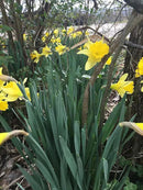 Dutch Master Daffodils (25 Bulbs) - Yellow Daffodil Narcissus Bulbs by GreenHaven Gardens