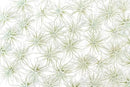 Air Plant Shop 25 Pack Rare Tectorum Ecuador Air Plants - Unique, Bright White, Nursery-Grown Tillandsia House Plant with Fuzzy Trichomes for Terrariums, Driftwood & Living Walls - Wholesale by GreenHaven Gardens
