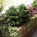Premium 16" Diameter Artificial Cypress Topiary – Set of 2 Faux Plants with Ground Spikes – UV-Resistant, Realistic Outdoor & Indoor Greenery – Weatherproof Garden Landscaping Décor by GreenHaven Gardens
