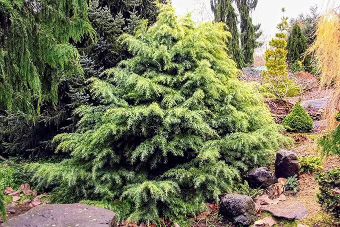 Premium Himalayan Cedar Potting Soil Mix - Perfect Balance of Nutrients, Drainage, and Aeration for Healthy Cedar Trees - 20 Quart, photo 2 of 2