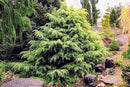 Premium Himalayan Cedar Potting Soil Mix - Perfect Balance of Nutrients, Drainage, and Aeration for Healthy Cedar Trees - 3 Quart by GreenHaven Gardens