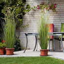 KOL Artificial 5ft 2-Pack Horsetail Reed Grass, 59in Tall Artificial Indoor Outdoor Fake Grass Plant, Home Office Decorative Artificial Plants in Pot Faux Plant Greenery, Wedding Decor Grass by CozyNest Decor