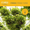 Costa Farms Live Pothos Plant, Easy to Grow Vining Houseplant in Cute Décor Planter, Housewarming Gift, Room Decor, 10-12 Inches Tall | Valentines Day Gift | Valentines Day Decoration by GreenHaven Gardens
