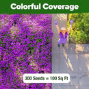 HOME GROWN 𝗨𝗦𝗔 𝗣𝗥𝗘𝗠𝗜𝗨𝗠 Aubrieta Rock Cress Purple, Flowering Ground Cover Seed Pack, Perennial Cress Seeds for Planting Outdoor Lawn Gardens 300 𝗡𝗢𝗡-𝗚𝗠𝗢 Aubrieta deltoidea Flower Seeds by GreenHaven Gardens