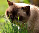 Simple Cat Grass Blend, 100% US Organic, 4 Popular Seeds: Wheat, Barley, Oats, and Rye Mix Combo, Show Your Love with a Healthy Pet Snack Treat (4 Ounce (~3200 Seeds)) by GreenHaven Gardens