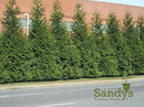 Thuja Green Giant Arborvitae Lot of 30 Each in a Protective Pouch 12-15 inches Tall by GreenHaven Gardens