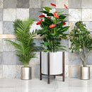 D'vine Dev Planter Pot with Stand - 16 Inch Plastic Cylinder Flower Pot with Wood Planter Holder for Indoor, Matte White Pot + Walnut Color Stand, 55-C-X-1 by GreenHaven Gardens