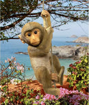 Design Toscano Chico the Chimpanzee Baby Monkey Hanging Indoor/Outdoor Animal Statue, 16 Inch Long, Cast Stone Resin, Brown Painted Finish by GreenHaven Gardens