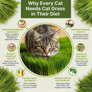 Cat Grass Seeds Mix - 5,200 Non-GMO Heirloom Seeds for Cats & Pets, 4 oz Pack for Growing Fresh Barley, Oat, Rye & Wheat Grass Seeds for Planting, Indoor Plants for Pets, Hairball Remedy for Cats by GreenHaven Gardens