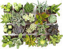Altman Plants Live Succulents (20 Pack) & Live Pothos Plants (4PK) Indoor House Plants by GreenHaven Gardens