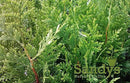 Thuja Green Giant Arborvitae Lot of 20, Quart Pot by GreenHaven Gardens