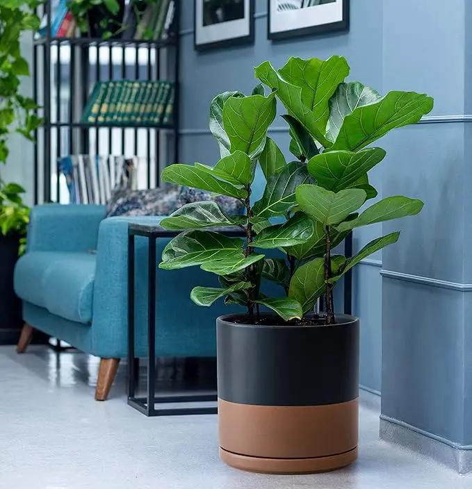 D'vine Dev 10 Inch, Ceramic Planter Pot with Drainage Hole and Saucer, Indoor Cylinder Round Planter Pot, Black/Speckled Tan, 94-O-E-7, photo 5 of 7