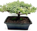 Live Dwarf Juniper Bonsai Tree 15+Years Old | Juniper or Jade Bonsai Tree | Indoor/Outdoor | 100% Handcrafted| Home and Office Décor | Best Gift for Holiday (style4) by GreenHaven Gardens