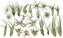 25 Grab Bag Pack Small & Medium Air Plants - Fertilizer Packet - Wholesale - Bulk - Live Tillandsia - Easy Care House Plant - Succulents by GreenHaven Gardens