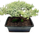 Live Dwarf Juniper Bonsai Tree 15+Years Old | Juniper or Jade Bonsai Tree | Indoor/Outdoor | 100% Handcrafted| Home and Office Décor | Best Gift for Holiday (style4) by GreenHaven Gardens