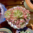 FWPP Live Succulent Echeveria Mebina Variegata,3.5 Inches Mini Succulents Plants Live,Bare Root Without Pot Soil,Clustered Live Plants,House Plants for Gift Party Wedding Garden Baby Shower DIY Decor by GreenHaven Gardens