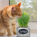 Cat Grass for Indoor Cats Kit – Organic Wheatgrass Seed & Soil, Hairball Remedy in Red Cedar Planter, Gift Box with Bonus Label, Pen & 10% Cat Treats Discount (White) by GreenHaven Gardens