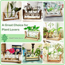 Ivolador Plant Propagation Station,Bulb Plant Terrarium with Wooden Stand,Unique Gardening Gifts for Women Plant Lovers,Hydroponic Indoor Planter Home Office Garden Wedding Decor-3 Bulb Glass Vases by GreenHaven Gardens