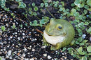 Evergreen Cute Portly Frog Outdoor Statue and Secret Key Holder | Weatherproof and Outdoor Safe | Garden Sculpture | Porch Garage or Patio Home Decor | 6 Inches Tall by GreenHaven Gardens