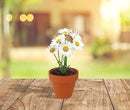 BUZZY Daisy Seeds & Genuine Terracotta 5cm Mini Pot Bulk Pack (20 Count), Includes 20 Each of pots, Soil pellets and Seeds - Great for Favors, Crafts, School Projects - Guaranteed to Grow by GreenHaven Gardens