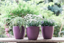 GARDENIX DECOR Self Watering Pots for Indoor Plants 3 Pack - Flower Pot with Water Level Indicator for Plants, Grow Tracking Tool - Self Watering Planter Plant Pot - Coco Coir - Purple by GreenHaven Gardens