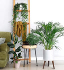 D'vine Dev 10 Inch Planter Pot with Stand, Mid-Century Tall Plant Pot with Legs for Indoor Plants, Medium, White, 88-O-B-1 by GreenHaven Gardens