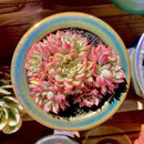 FWPP Live Succulent Echeveria Mebina Variegata,3.5 Inches Mini Succulents Plants Live,Bare Root Without Pot Soil,Clustered Live Plants,House Plants for Gift Party Wedding Garden Baby Shower DIY Decor by GreenHaven Gardens