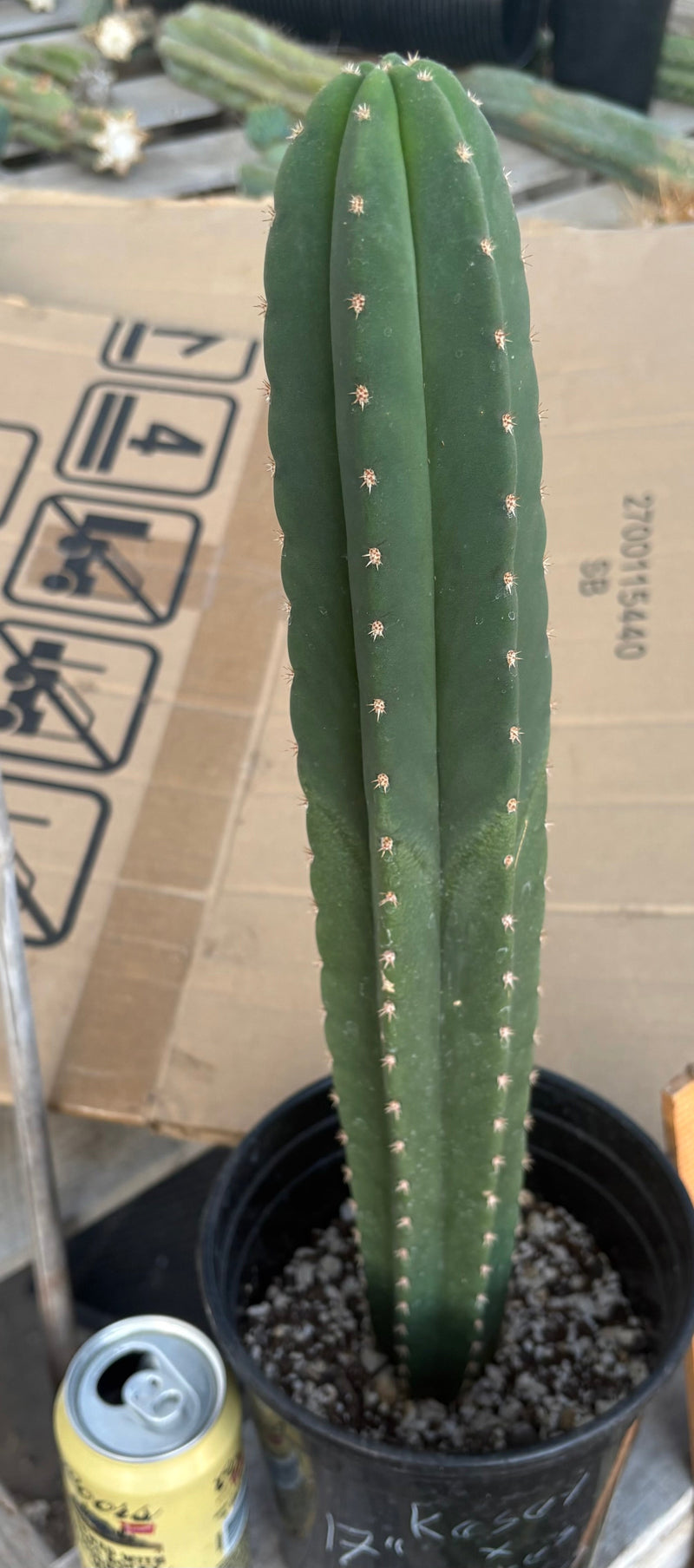 #EC199 EXACT Trichocereus Scopulicola Kesey X Pachanoi Torres n Torres Cactus 17”