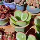 FWPP Live Succulents Plants Echeveria 'White Eyebrow' 3.5 inches,Rare Green Succulents Bare Root Without Pot Soil, Live Plants Indoor Office Decoration Wedding and Gift by GreenHaven Gardens