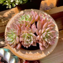 FWPP Succulents Live Echeveria Margaret,Pink Multi Headed Clustered Rare Plants,Bare Root Without Pot Soil,Indoor Live Succulent Plants are Suitable as Gifts and Decorations by GreenHaven Gardens