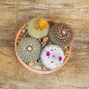Altman Plants, Assorted Cactus Plants Live Cactus Decor (4PK), Cactus Plant Live Succulents Plants Live in Cactus Soil Potting Mix, Live Cacti Plants Live Succulent Plants Live Plants in Cactus Pot by GreenHaven Gardens