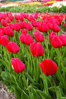 Red Tulips Darwin Hybrids (25 Bulbs) - Red Van Eijk Tulip Bulbs - Perennial Bulbs by Willard & May by GreenHaven Gardens
