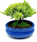 Live Dwarf Juniper Bonsai Tree Small | Indoor/Outdoor | 100% Handcrafted| Home and Office Décor | Best Gift for Holiday by GreenHaven Gardens