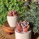 FWPP Live Succulents Plants Echeveria Sang-A 4.3 inches,Rare Succulents Bare Root Without Pot Soil, Live Plants Indoor Office Decoration Wedding and Gift by GreenHaven Gardens
