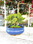 Live Dwarf Juniper Bonsai Tree Small | Indoor/Outdoor | 100% Handcrafted| Home and Office Décor | Best Gift for Holiday by GreenHaven Gardens