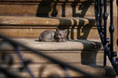 Roman Garden - Bronze Sleeping Cat Statue, 3.5H, Garden Collection, Resin and Stone, Decorative, Garden Gift, Home Outdoor Decor, Durable, Long Lasting by GreenHaven Gardens