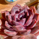 FWPP Live Succulents Plants Echeveria Black Mamba 3 inches,Rare Black Red Succulents Bare Root Without Pot Soil, Live Plants Indoor Office Decoration Wedding and Gift by GreenHaven Gardens