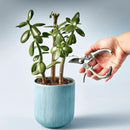Modern Sprout Hand Pruners - Lightweight Pruning Shears W/Easy Lock- Gardening Scissors - Bypass Sharp Carbon Steel Blade - Rust Resistant - Garden Tools - Reusable Holster - Green by GreenHaven Gardens