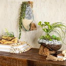 Cape Craftsmen 10" H Hand-Blown Blue Tinted Bubble Glass On Natural Teak Driftwood Terrarium | Home Décor Indoor Planter with Stand | Pot for Succulent and Plants by GreenHaven Gardens