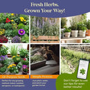 35 Medicinal & Tea Herb Seeds Variety Pack - 16,285+ Non-GMO Heirloom Herbs Seeds for Planting Indoor & Outdoor: Lavender, Rosemary, Echinacea, Mint, Catnip, Basil - Gardening Seed Packets by GreenHaven Gardens