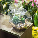 NCYP Small Silver Glass Geometric Terrarium for Succulents Air Plants, 6.89 x 6.89 x 5.9 Inches, Indoor Home Garden Planter Pot, Tabletop Decor Centerpiece, Handmade (Only Terrarium) by GreenHaven Gardens