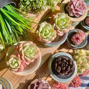 FWPP Live Succulents Plants Echeveria Love Song 2 Heads 3 inches,Rare Succulents Bare Root Without Pot Soil, Live Plants Indoor Office Decoration Wedding and Gift by GreenHaven Gardens