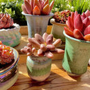 FWPP Live Succulents Plants Pachyveria Sugar Beauty 2 inches,Rare red Succulents Bare Root Without Pot Soil, Live Plants Indoor Office Decoration Wedding and Gift by GreenHaven Gardens