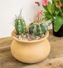Altman Plants, Assorted Cactus Plants Live Cactus Decor (4PK), Cactus Plant Live Succulents Plants Live in Cactus Soil Potting Mix, Live Cacti Plants Live Succulent Plants Live Plants in Cactus Pot by GreenHaven Gardens