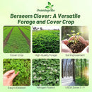 Outsidepride Annual Berseem Clover Seeds for Lawn - 50 lbs. High-Yield, Fast-Growing Clover Cover Crop Seeds for Food Plots, Cattle Forage & Nitrogen-Rich – Ideal for Pastures & Soil Improvement by GreenHaven Gardens