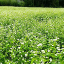 Buckwheat Seeds - 25 Lb Bulk ~300,000 Seeds - Organic, Non-GMO, Whole (Shell On) - Grow Buck Wheat Microgreens, Lettuce by GreenHaven Gardens