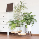 D'vine Dev 10 Inch Planter Pot with Stand, Mid-Century Tall Plant Pot with Legs for Indoor Plants, Medium, White, 88-O-B-1 by GreenHaven Gardens