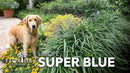 Liriope Super Blue | 2 Large Gallon Size Plants | Liriope muscari 'Super Blue' | Ornamental Ground Cover Plants | Shade-Tolerant Landscaping Perennial by GreenHaven Gardens